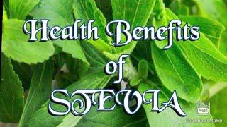 STEVIA,Health Benefits of STEVIA,health tips,health forum,healthy drinks