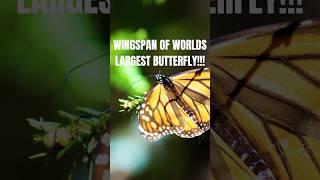 DID YOU KNOW?? WINGSPAN OF WORLD’S LARGEST BUTTERFLY!!