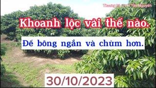 Khoanh lộc vải thế nào? Cho bông ngắn và chùm hơn.