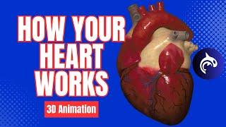 How Your Heart Works - 3D Animation