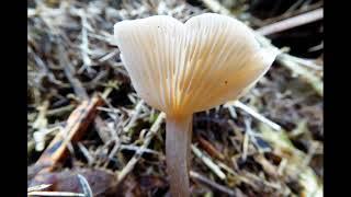 Fantastic Fungi and Mushrooms