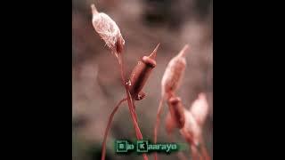 pogonatum