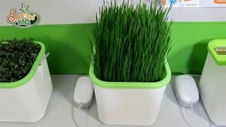 Зелень круглый год! Проращиватель АэроСАД Здоровья КЛАД обзор. 7 Семян.