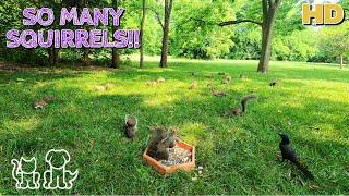 Cat & Dog TV | SO MANY SQUIRRELS!!! | Entertainment for Pets  & their People ‍️‍️|