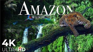 AMAZON Wildlife 4K • Rainforest Relaxation Film - Nature Video UltraHD