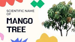 MANGO TREE | Scientific Name Collections 2022