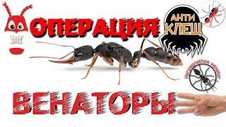 Муравьи Harpegnathos venator. АНТИКЛЕЩ. Лечения клещевого заражения.