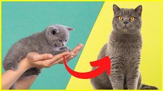 British Shorthair BKH - Character, Posture & Care 