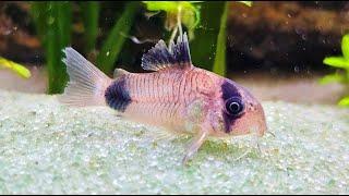 Panda Cory Fish Aquarium Live Stream ~ Community Fish Tank with Water Sounds