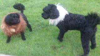 Cockapoos Alfie, Boris & Poo roller Rolo. @DogtrainersUK