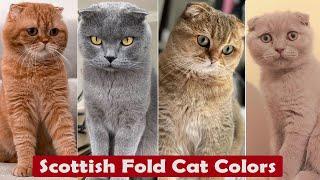 Top 10 Scottish Fold Cat Colors And Patterns / Types Of Scottish Fold Cat