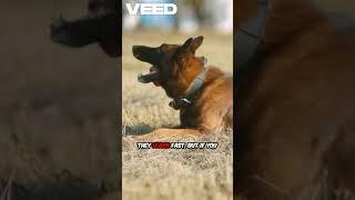 German Shepherd: The Ultimate Canine Warrior‍ | Wildly True