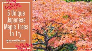 5 Unique Japanese Maples to Try | NatureHills.com