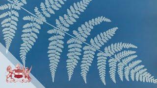 Linnean Lens: Anna Atkins’ Cyanotype Impressions
