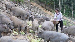 Vang Hoa cried in despair what will happen when zon has serious liver disease