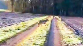 Wolf verfolgt Spaziergängerin in Niedersachsen – Experten bestätigen Echtheit des Videos