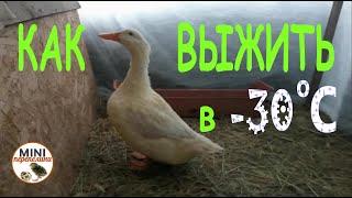 Как помочь выжить уткам и гусям при   - 30 градусах..