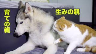 自分の子供がハスキー犬と仲良しな姿を見て嫉妬して怒った父猫