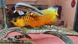 Top 9 Rare Moments of Golden Arowana in Monster Cichlids Tank