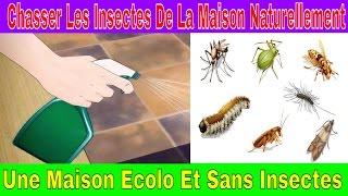 Chasser Les Insectes De La Maison Naturellement - Une Maison Ecolo Et Sans Insectes