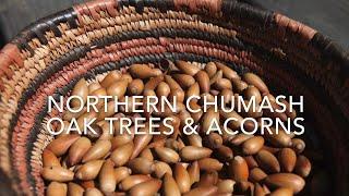 Episode 2: Chumash Uses of Acorn and Oak Trees