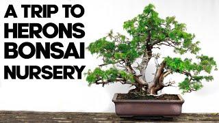 A Trip To Herons Bonsai Nursery