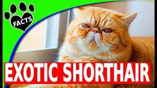 Exotic Shorthair Cats 101 - 10 Fun Facts