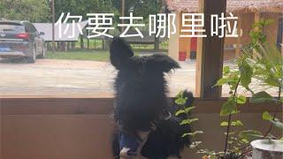 没有罐头的挑食小狗们