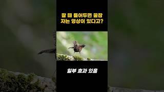 잘때 틀어두면 꿀잠자는 영상이 있다고? | 오늘의 건강 꿀팁! #건강정보