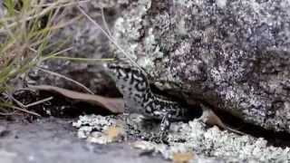 Mauereidechse: Kekse und Kuchen zum Lunch - Wall Lizard: biscuit and cake for lunch