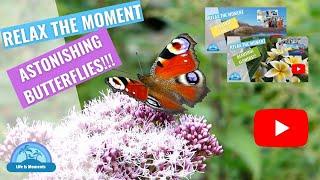 Relax the Moment with Astonishing Butterflies | Amazing Colors & Soothing Piano music