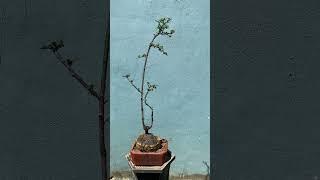 ((Đx a galinh))M688.Gl(ae 1cây trà phúc kiến trực mẫu tử rất đẹp 200k.lh 0977982840 Danj