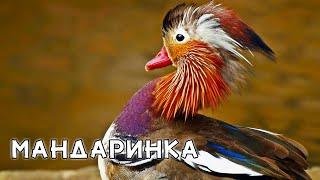 Удивительная Мандаринка. Тайны и красота утки-Мандаринки