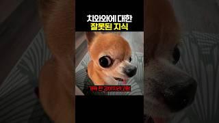 치와와에 대한 잘못된 지식