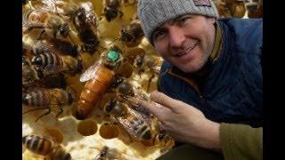 How To Requeen A Beehive