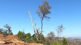 Eucalyptis Tree Cutting