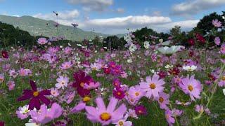 2024/10/20　秋桜撮り頃です！　秋のフラワーパークおおず　その７　〜愛媛県大洲市〜