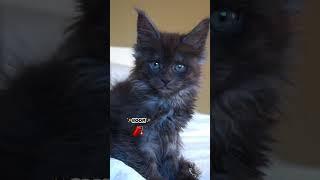  Mind Blowing Thoughts Compilation Pt. 1 | Funny Cat Video  | Maine Coons Cats #kitten  #comedy