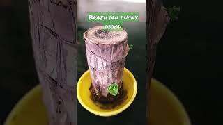 lucky wood #growing #gardening