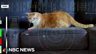 NASA beams cat video from deep space back to Earth using laser