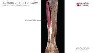 Anatomy of the Upper Limb: Superficial and Intermediate Flexors of Forearm