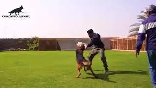 dog Trainer Karachi k9 #special #dogs #basic #obedience #dogtarining #karachi #pakistan