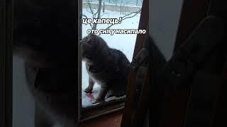 насипало #українськийблогер #youtube #блогукраїнською #влог #ukraine #cat #чемнийкіт #кіт