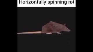 horizontally spinning rat