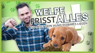 WELPE frisst alles vom Boden ▶︎ So lässt dein Hund Essbares liegen