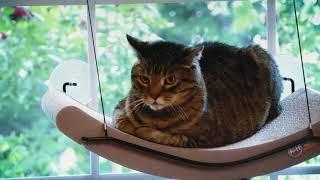 EZ Mount Scratcher Kitty Sill™ and Kitty Sill Cradle™