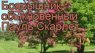 Боярышник обыкновенный Пауль Скарлет  обзор: как сажать, саженцы боярышника Пауль Скарлет