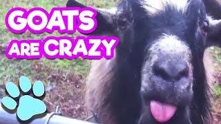 These Goats Are Crazy | #thatpetlife