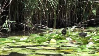 Vroege Vogels - Waterkipjes "lopen over water"