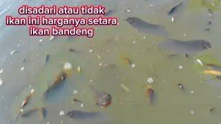 entah lagi musimnya ataukah ini keajaiban alam, akhir² ini sering menemukan banyak ikan seperti ini